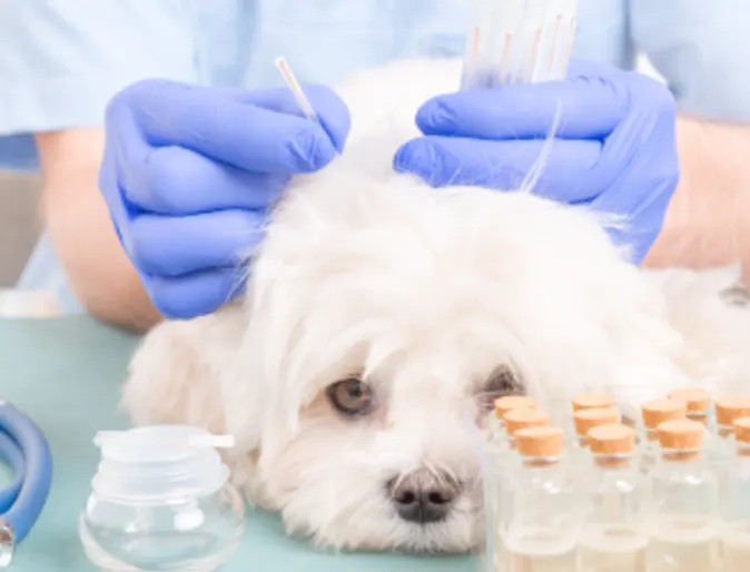 Acupuncture Special - Dog receiving acupuncture by doctor